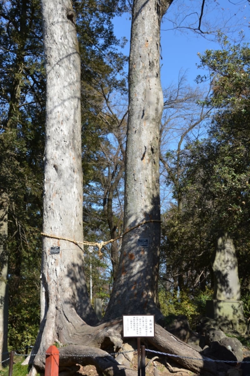 互いに寄り添い恋愛成就のパワーを放つ夫婦の木