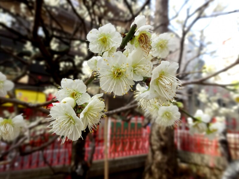 ちょうど今が見頃だ