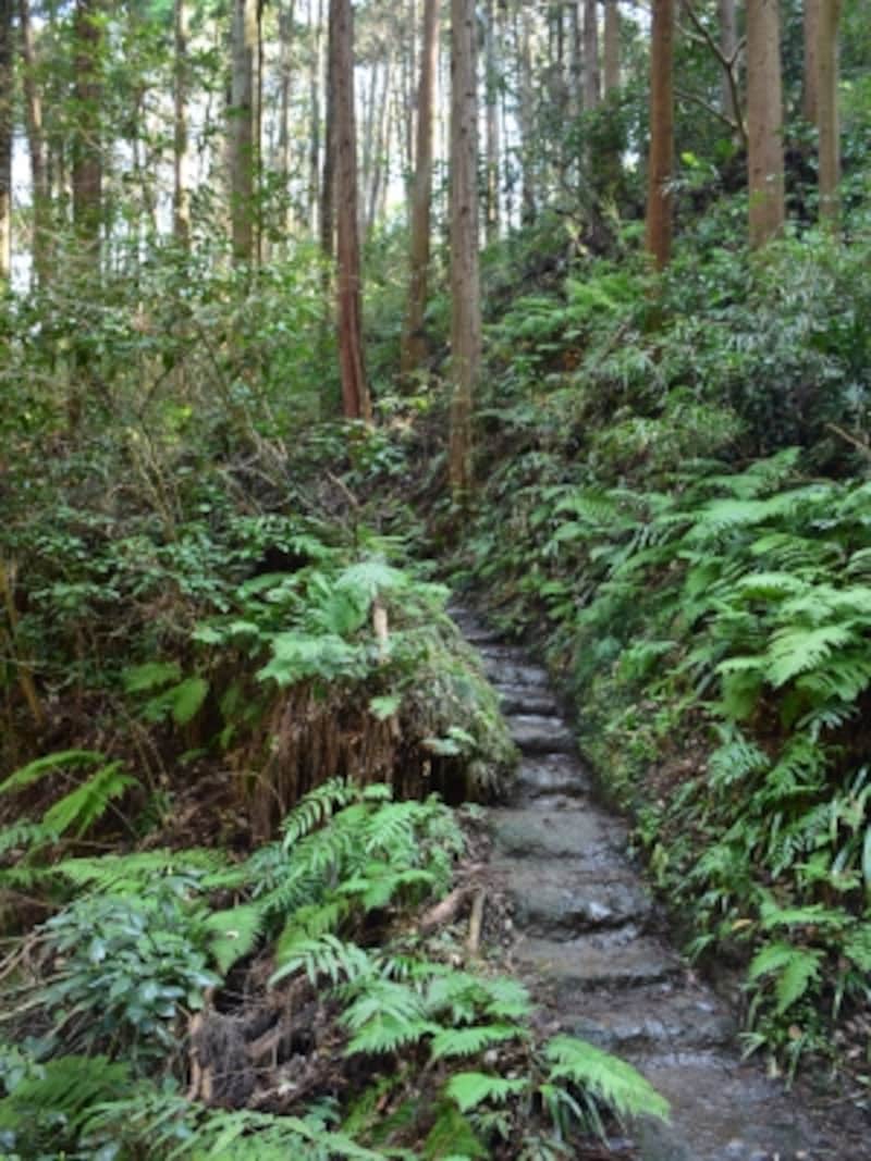 けっこう本格的な山歩き