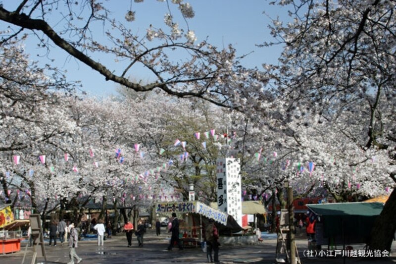 喜多院の桜。たくさんの人で賑わう境内。