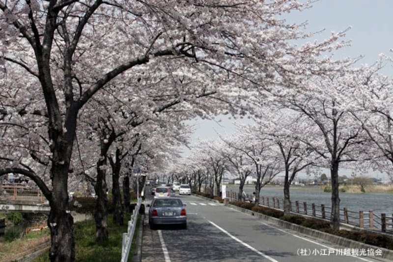 伊佐沼脇の車道の桜並木。