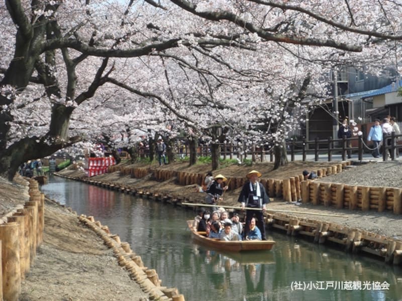 新河岸川桜まつりの時に出される和舟。桜のトンネルをくぐり抜けます。