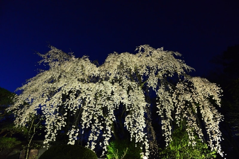 ライトアップされた夜の桜はどこか妖艶です。