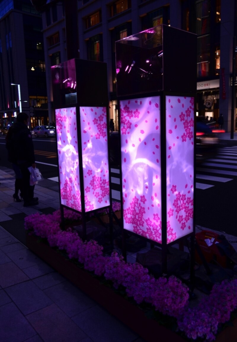 桜のモチーフが描かれた行燈