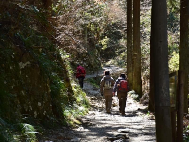 木漏れ日の中をのんびり散歩