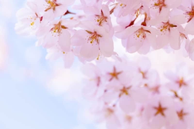 英語,お花見,桜