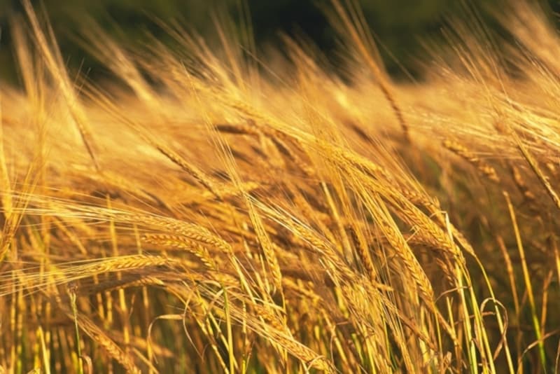 棋界のマッサン/イメージ