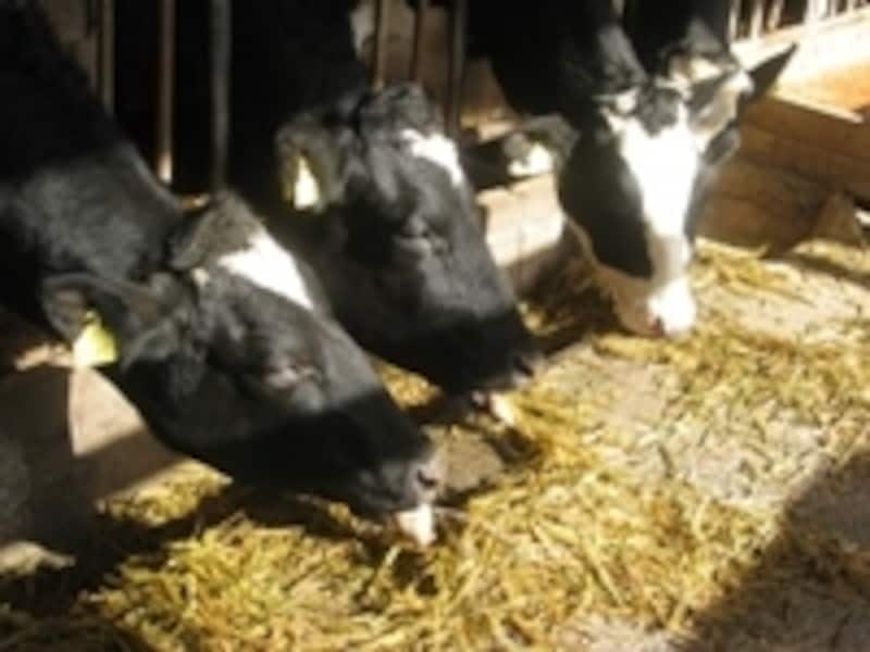 牛肉となる肉牛は、生後30~32ヶ月、体重が700kgを超える頃に出荷されます。出荷までに体重の8倍のエサを食べるそうです。