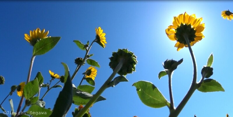 アクションカメラ