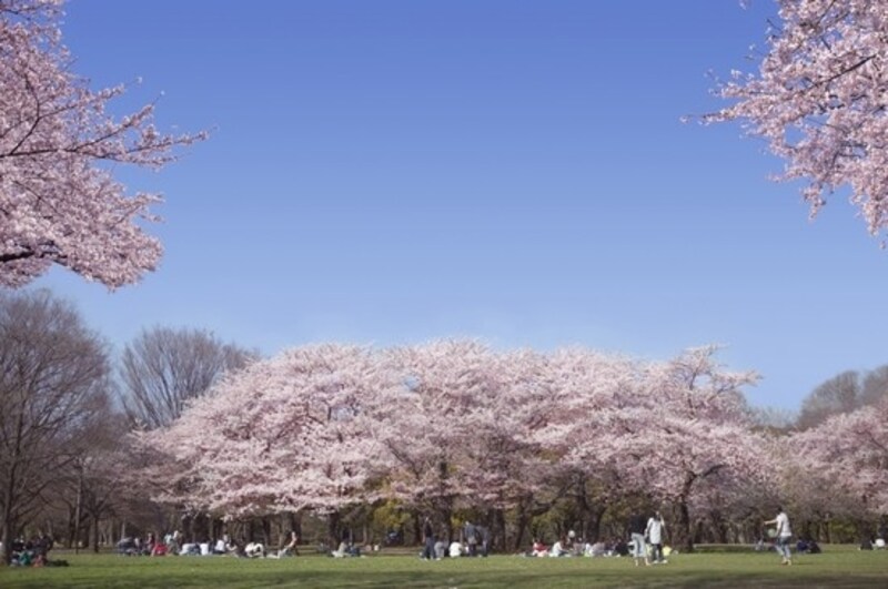 花見,場所