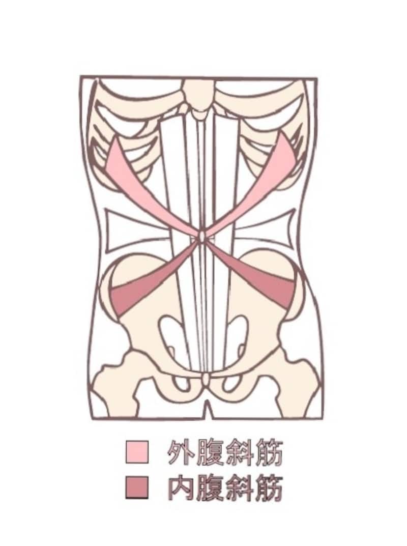 外腹斜筋・内腹斜筋