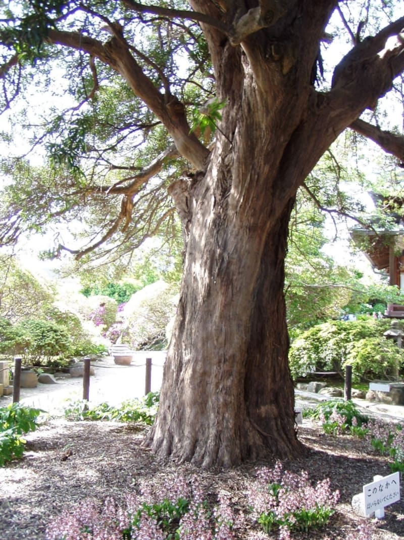 樹齢700年のマキの大樹。春、根元にエビネが咲きます