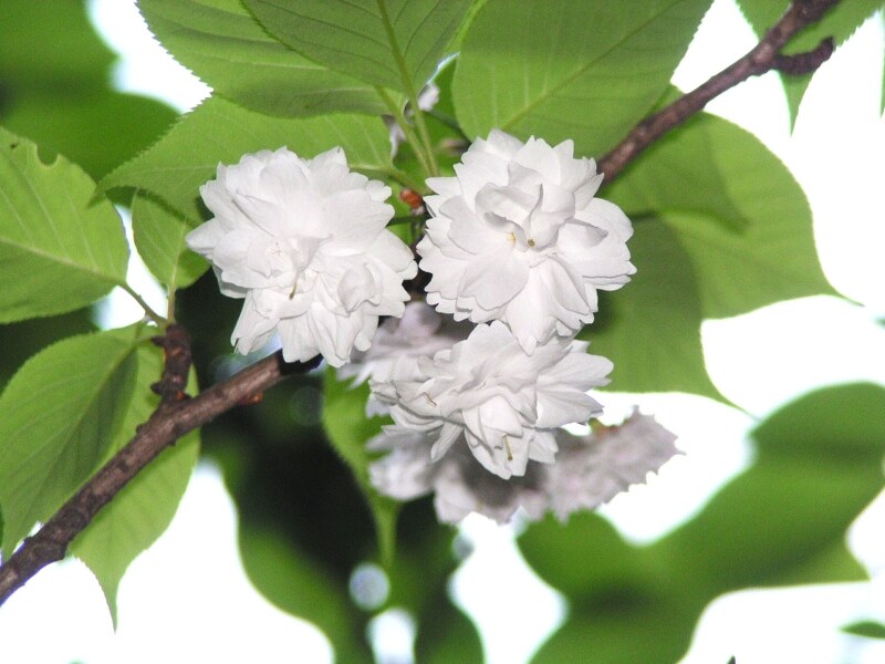 日蓮上人の杖が根付いたという妙法桜