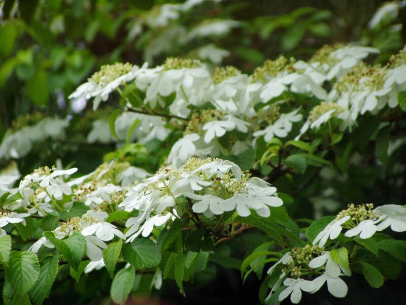 ヤブデマリの花