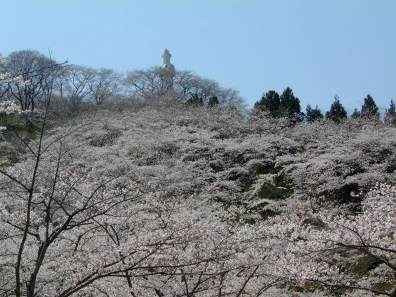 船岡城址公園の桜(1)