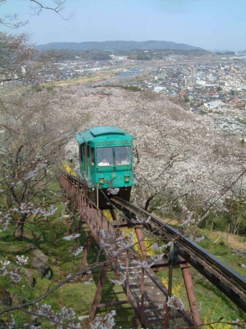 船岡城址公園の桜(2)