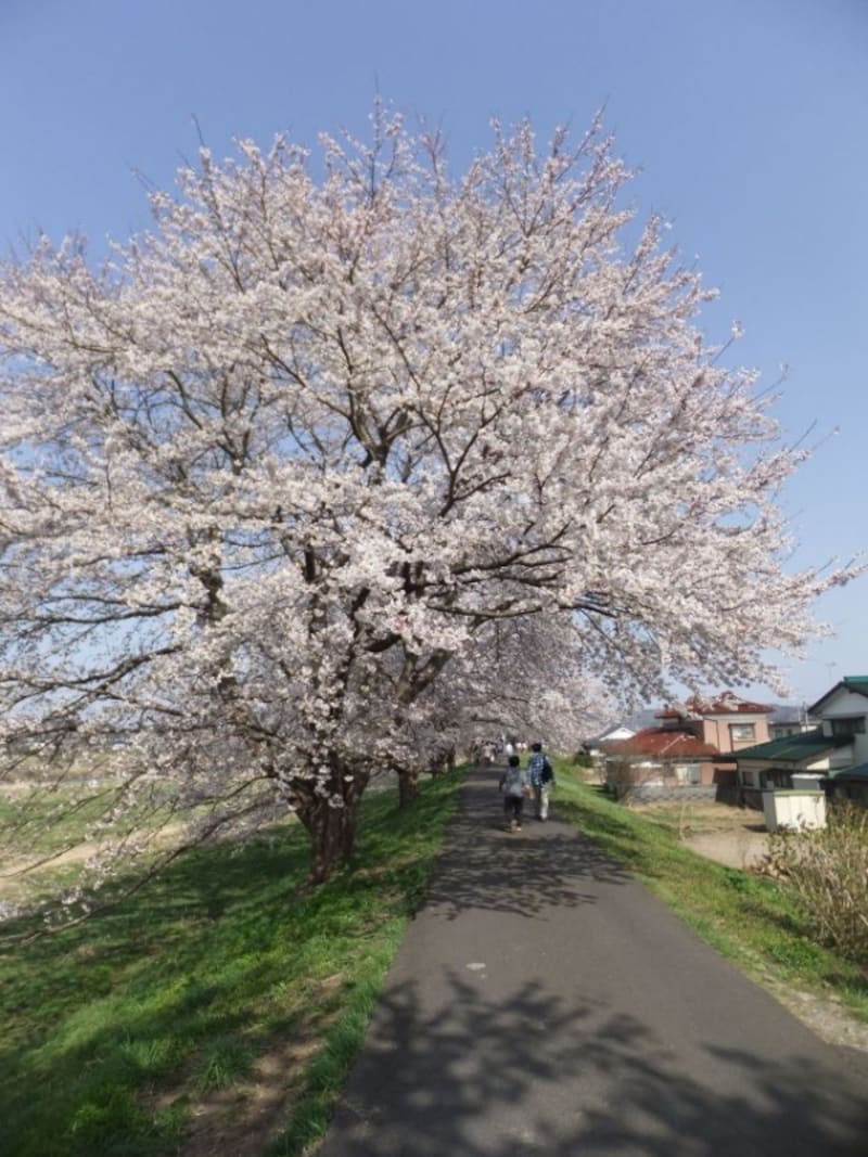 白石川堤一目千本桜(3)