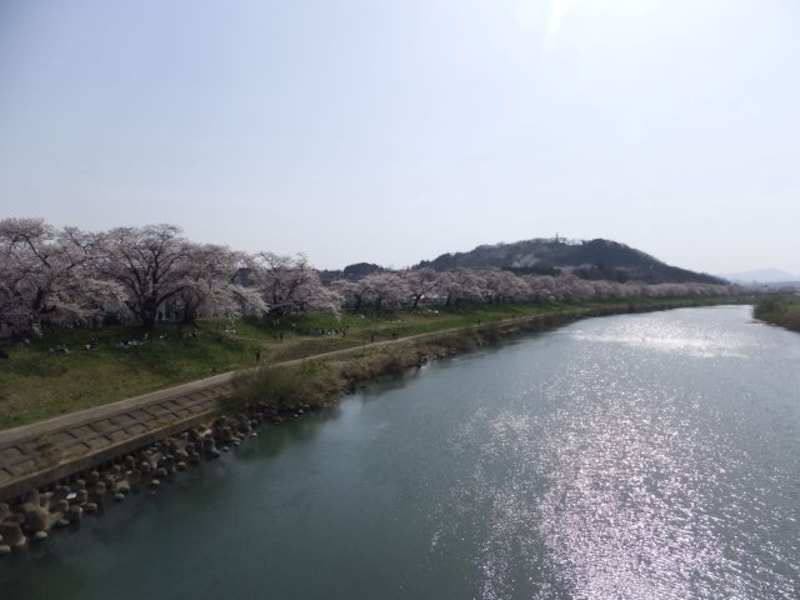 白石川堤一目千本桜（5）