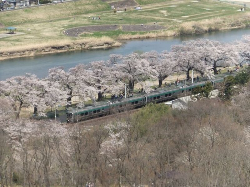 白石川堤一目千本桜の横を走るJR東北線の列車