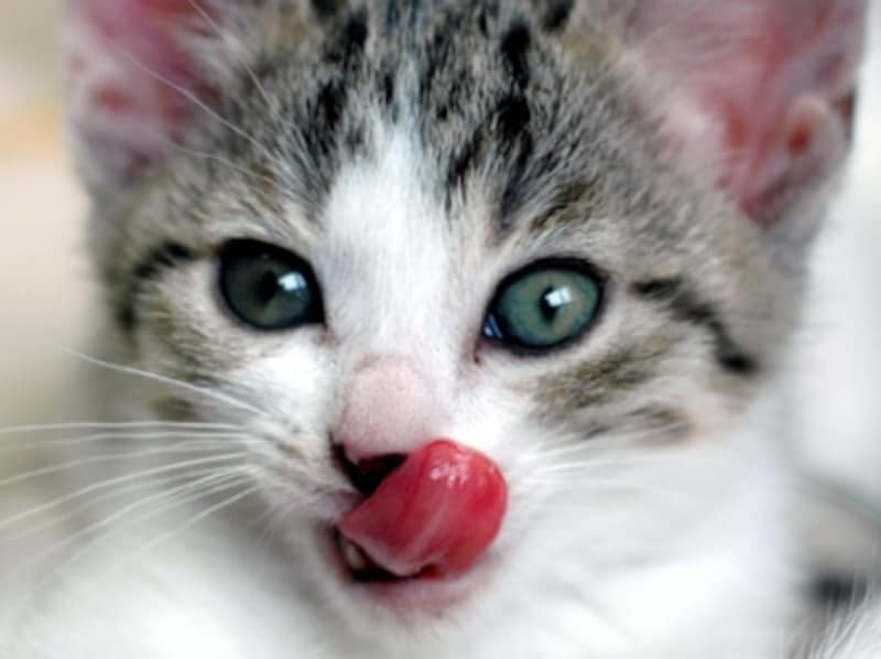 猫が舌なめずりするときの気持ち！食後だけじゃない猫のペロリ