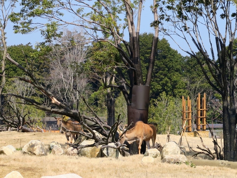 ウシ科の草食動物エランド。4頭が走り回ります