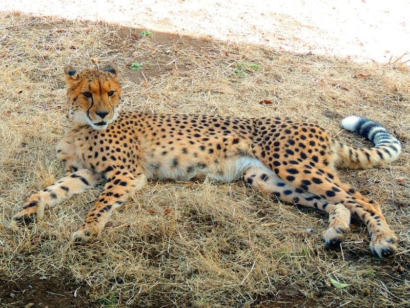 チーターも草原エリアを駆け回ります。草食動物たちの方が身体が大きいので襲われる心配はないとのこと。逆に、チーターのほうが逃げ回るらしいです