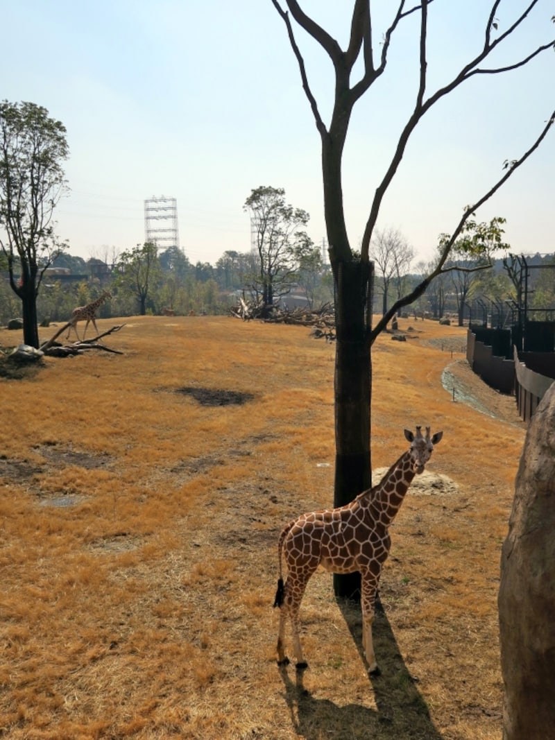アメリカのグラディス・ポーター動物園から来たキリン「エマ」と「カルメン」