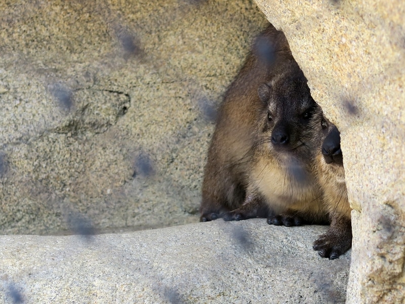 ケープハイラックスは警戒心が強く、人に慣れていないため、穴の奥にひそんでいました