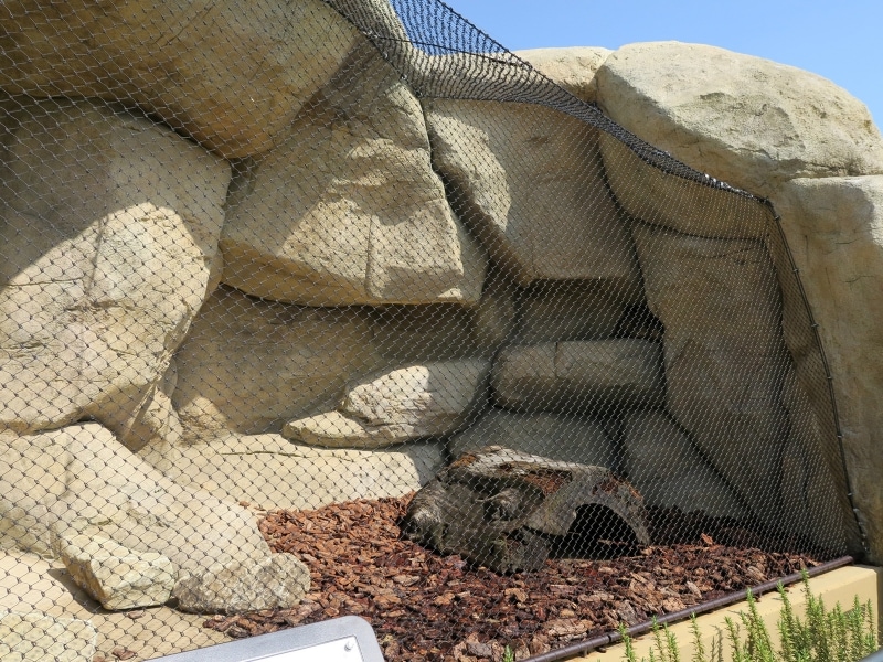 ケープハイラックスの展示場。機敏に走り回る姿がそのうち見られるようになるでしょう!