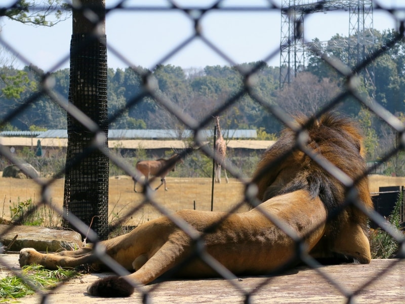 ライオンの展示場からも草原エリアを見渡すことができます