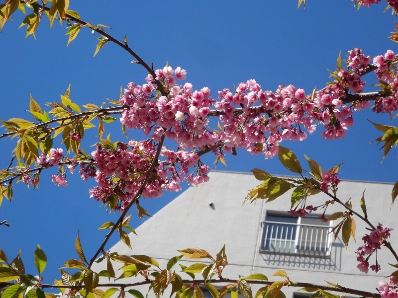 そういえば、樋口一葉の旧宅もこの近くにあったはずだ