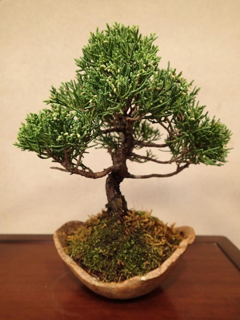 植替え予定の真柏の盆栽