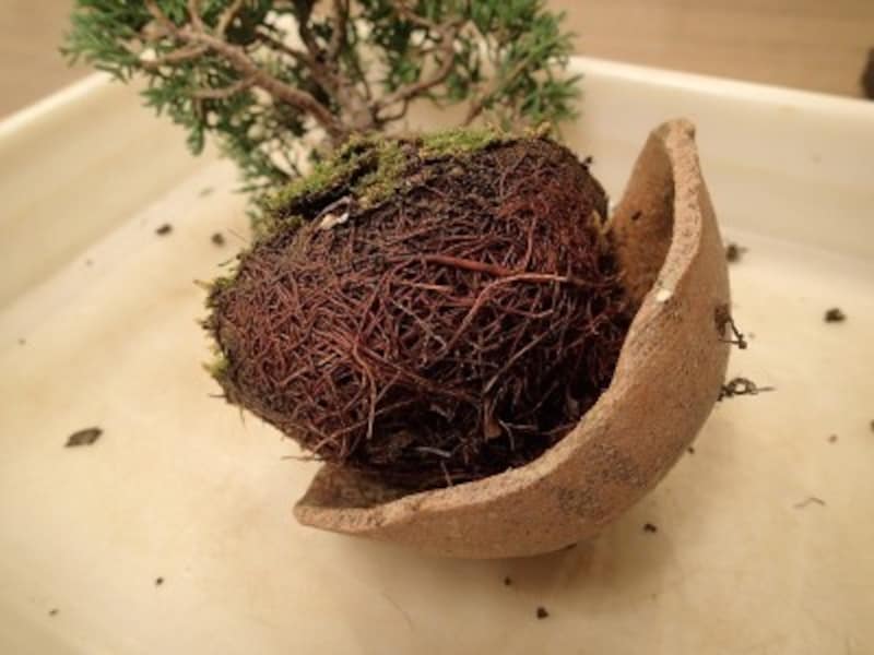 盆栽の植え替えのやり方を画像付きで解説 植え替えに適した時期は 盆栽 All About