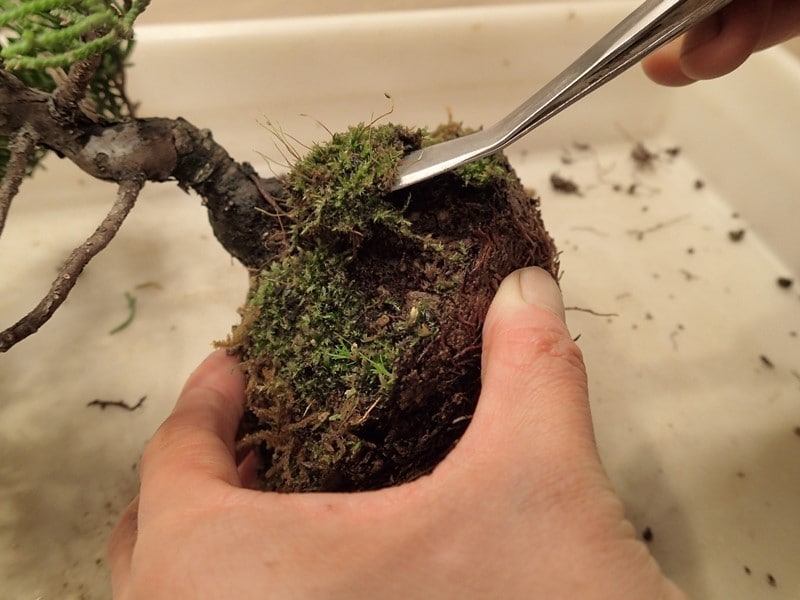 再利用できる苔ははがす