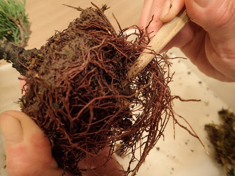 根鉢の底面の角から箸を入れる