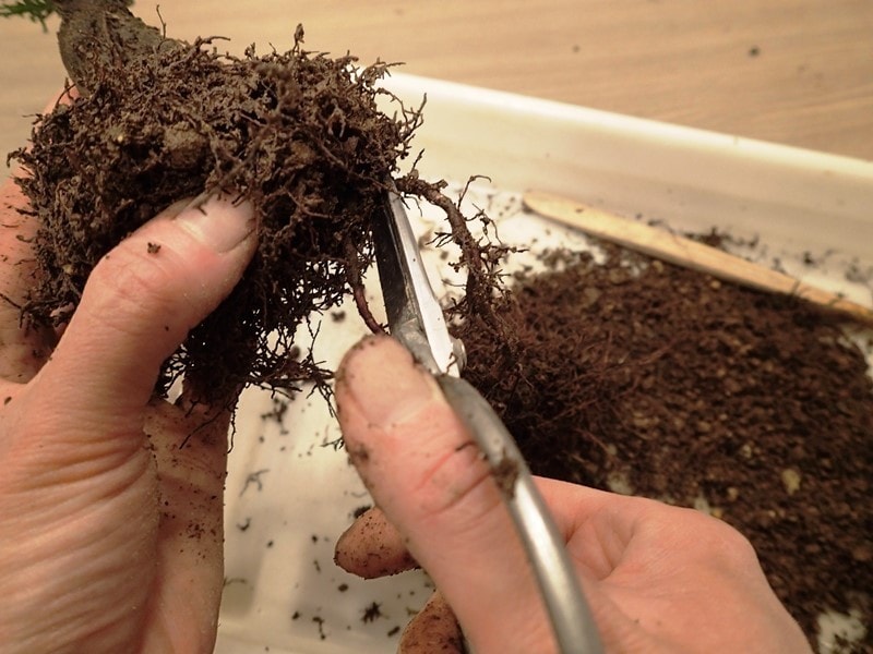 根元に細かい根が多ければ安心して長い根を切れる