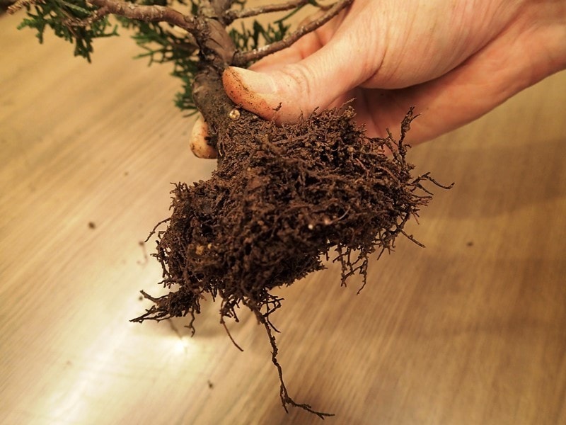 長い根を切って根の更新