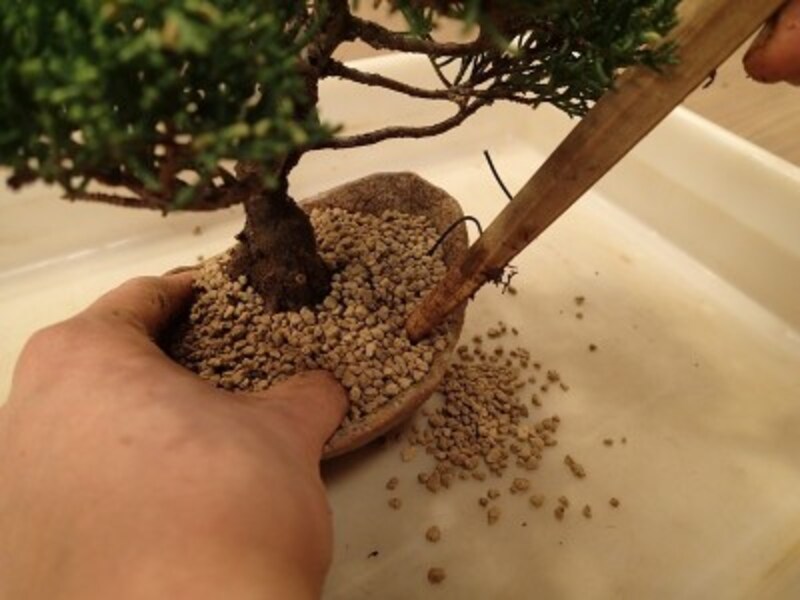 盆栽の植え替えのやり方を画像付きで解説 植え替えに適した時期は 盆栽 All About