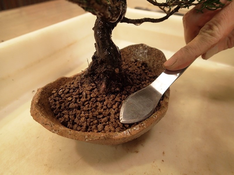 水やり後に表土を平らにならす