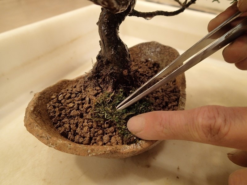 苔をはって仕上げます