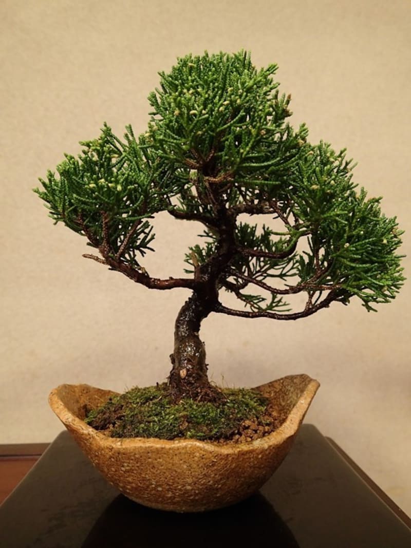 植替え完了です！