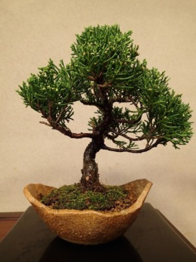 盆栽の植え替えのやり方を画像付きで解説 植え替えに適した時期は 盆栽 All About