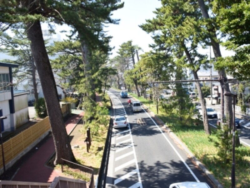 美しい「東海道松並木」