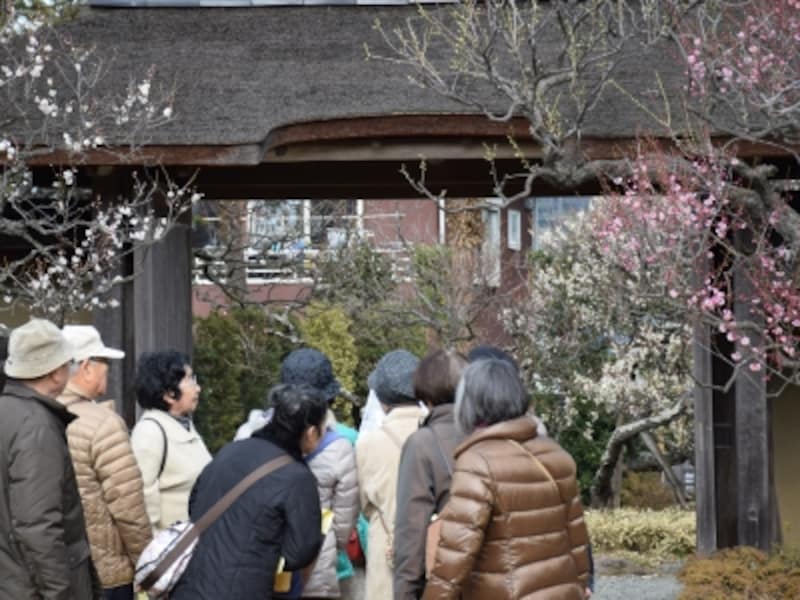 梅の季節の旧吉田邸