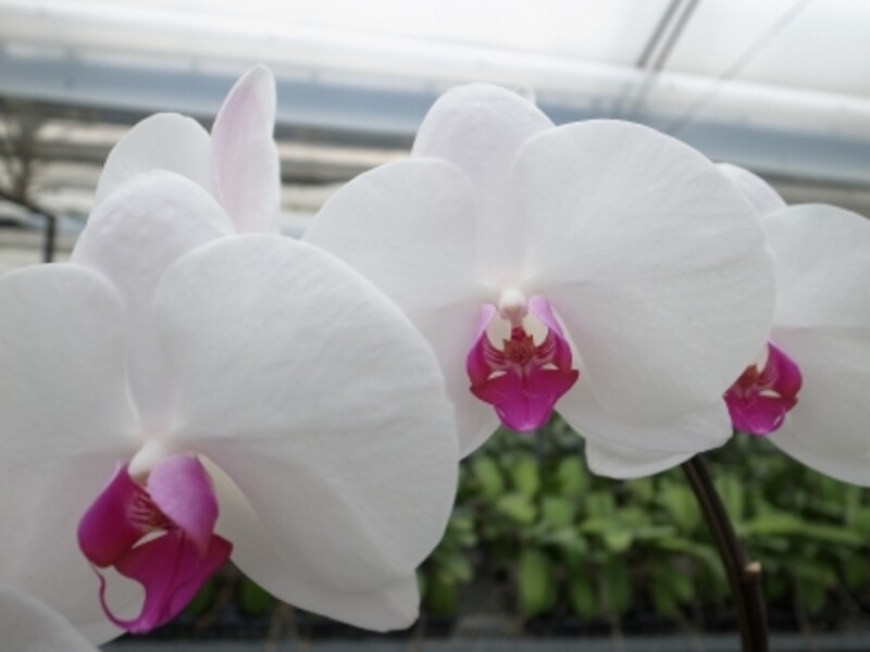 花をめぐる旅 宮崎産の花おすすめベスト3 宮崎の観光 旅行 All About