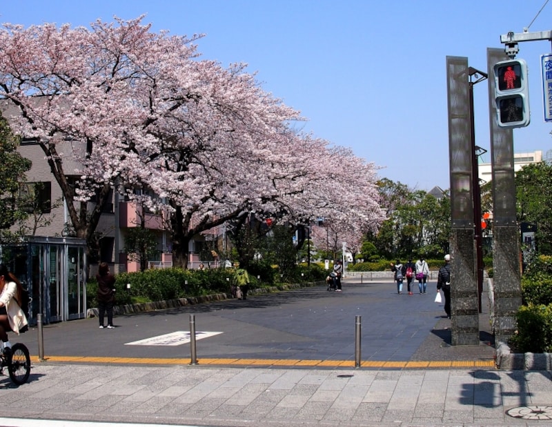 まさに春が来たなという景色