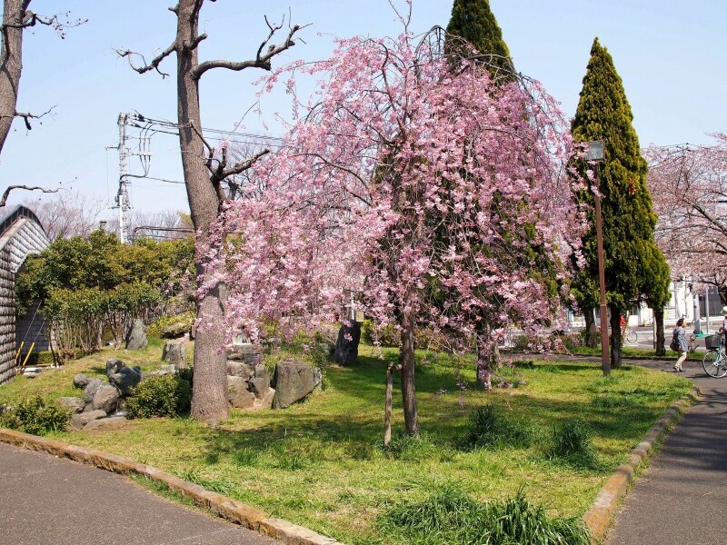 花の期間が長いシダレザクラ