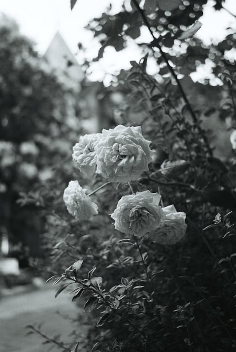 ニコンEM撮影例