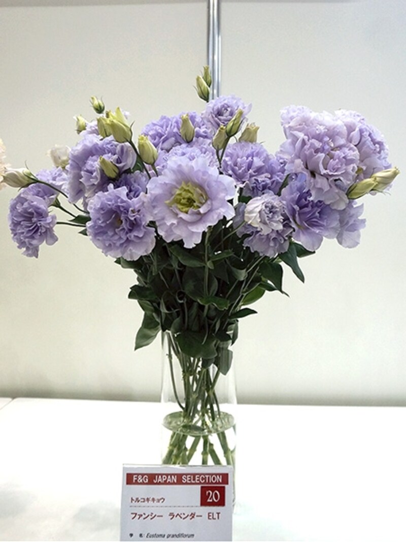 トルコギキョウ「ファンシーラベンダー」