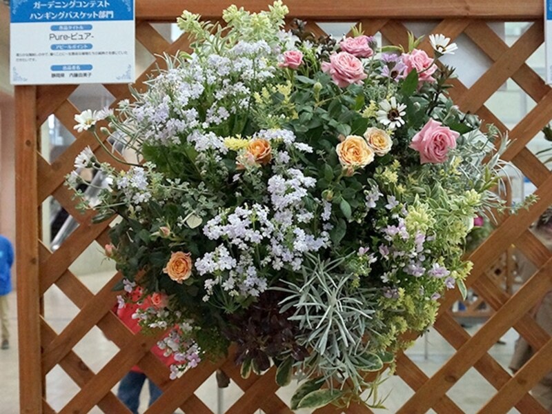 「Pure -ピュア-」